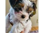 Yorkshire Terrier Puppy for sale in Oroville, CA, USA