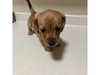 Dachshund Puppy for sale in Springfield, MA, USA