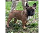 French Bulldog Puppy for sale in Topsham, ME, USA