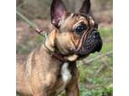 French Bulldog Puppy for sale in Topsham, ME, USA