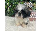 Shih Tzu Puppy for sale in Virginia Beach, VA, USA