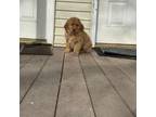 Golden Retriever Puppy for sale in Worcester, MA, USA