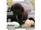 Cocker Spaniel Puppy for sale in Miller, MO, USA