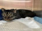 Adopt GRANT a Domestic Short Hair