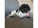 Adopt Fred a Shih Tzu, Poodle