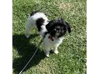 Adopt Neo a Shih Tzu, Mixed Breed