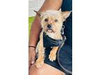 Adopt Jerry-ADOPTED a Yorkshire Terrier, Mixed Breed