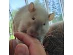 Adopt Optimus (Bonded to Kobo) a Rat