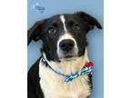 Adopt Max a Border Collie, Mixed Breed
