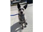 Adopt Rocco a Australian Cattle Dog / Blue Heeler, Mixed Breed