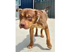 Adopt Torin a Pit Bull Terrier, Mixed Breed