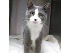 Adopt Lucky a Domestic Short Hair