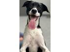 Adopt NAZUZU - JCAC a Labrador Retriever, Italian Greyhound