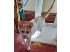 Adopt Owen a Domestic Short Hair