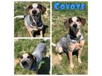 Adopt Coyote a Australian Cattle Dog / Blue Heeler