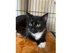 Adopt Mo a Domestic Short Hair