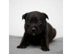 Adopt John Smith a Pit Bull Terrier, Black Labrador Retriever