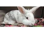 Adopt Albert Einstein a Mini Rex