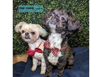 Adopt Chandler a Shih Tzu, Poodle