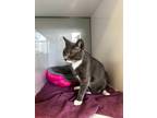 Adopt Toby a Domestic Short Hair