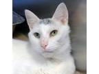 Adopt Slimer a Domestic Short Hair