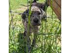 Great Dane Puppy for sale in Leasburg, NC, USA