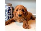Goldendoodle Puppy for sale in Rocky Mount, NC, USA