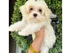 Maltese Puppy for sale in Rocky Mount, NC, USA