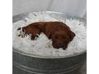 Mutt Puppy for sale in Cambridge, MN, USA