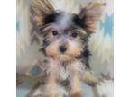 Yorkshire Terrier Puppy for sale in Kendall, WI, USA