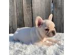 French Bulldog Puppy for sale in Winesburg, OH, USA