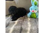 Mutt Puppy for sale in Live Oak, FL, USA