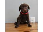 Labrador Retriever Puppy for sale in Mineral City, OH, USA