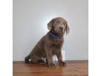 Labrador Retriever Puppy for sale in Mineral City, OH, USA