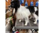 Papillon Puppy for sale in Harlingen, TX, USA