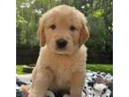 Golden Retriever Puppy for sale in Butner, NC, USA