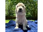 Golden Retriever Puppy for sale in Butner, NC, USA