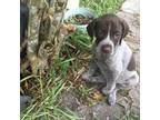 German Wirehaired Pointer Puppy for sale in Moore Haven, FL, USA