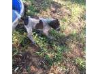 German Wirehaired Pointer Puppy for sale in Moore Haven, FL, USA