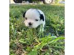 Shih Tzu Puppy for sale in Rock Hill, SC, USA