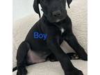 Great Dane Puppy for sale in Ledbetter, TX, USA