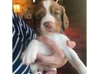 English Springer Spaniel Puppy for sale in Silver Creek, NY, USA