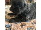 Shih Tzu Puppy for sale in Murfreesboro, TN, USA
