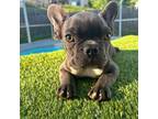 French Bulldog Puppy for sale in Kissimmee, FL, USA