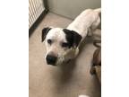 Adopt Tommy 30251 a Pit Bull Terrier, Rat Terrier