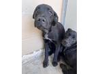 Adopt Reggie 30125 a Labrador Retriever, Mixed Breed