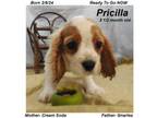 Cocker Spaniel Puppy for sale in Miller, MO, USA
