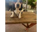 Beagle Puppy for sale in Las Vegas, NV, USA