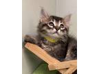 Adopt Strudel a Domestic Long Hair, Domestic Short Hair