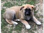 Adopt Orion a German Shepherd Dog, Belgian Shepherd / Malinois